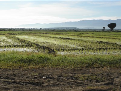 ONLINE - Tři měsíce učitelkou v Tanzánii a jiné taškařice