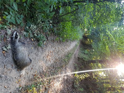 ONLINE - Přechod karpatského oblouku