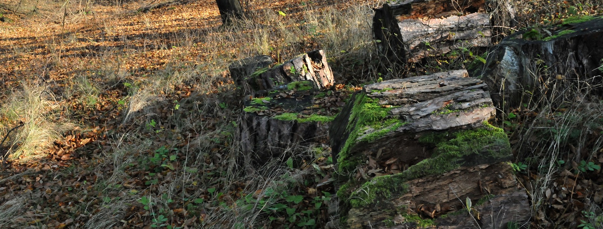 Keltské stopy na Moravě