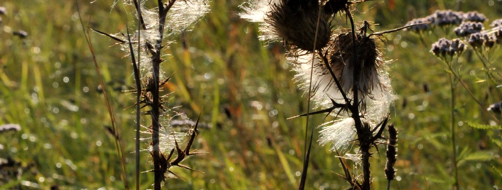 Keltské stopy na Moravě