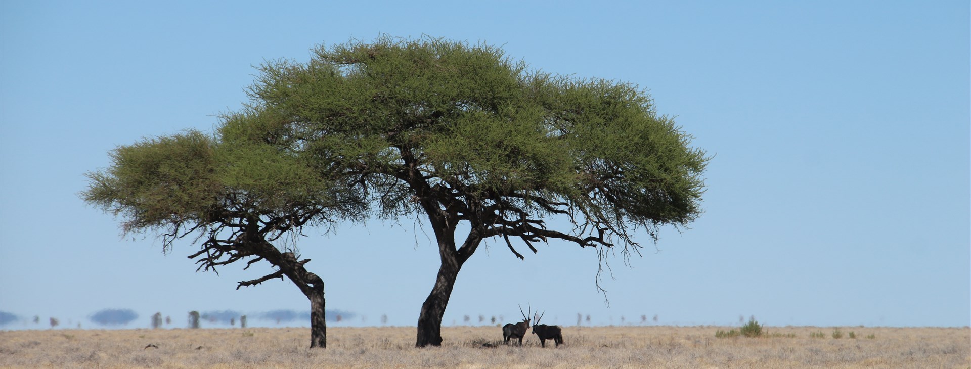 Namibie: hvězdné nebe nad hvězdicovitými dunami