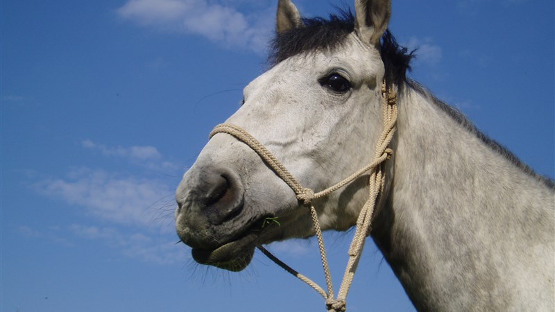 Putování na koních - Český ráj