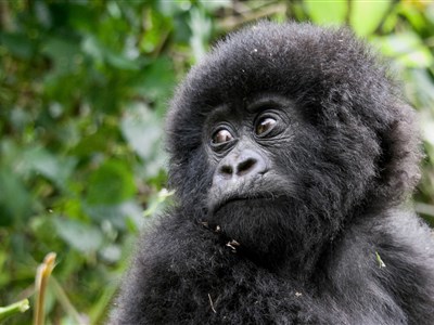 AFRIKA - Uganda & okolní země + Bwindi Orphans
