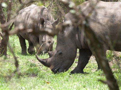 AFRIKA - Uganda & okolní země + Bwindi Orphans
