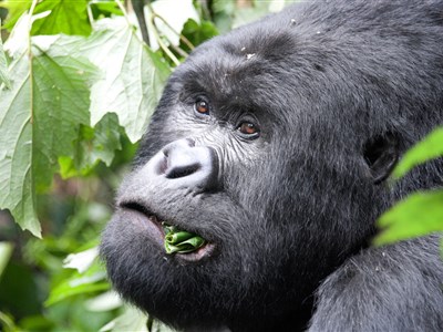 AFRIKA - Uganda & okolní země + Bwindi Orphans