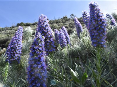 KORSIKA a MADEIRA - cestovatelské kontrasty