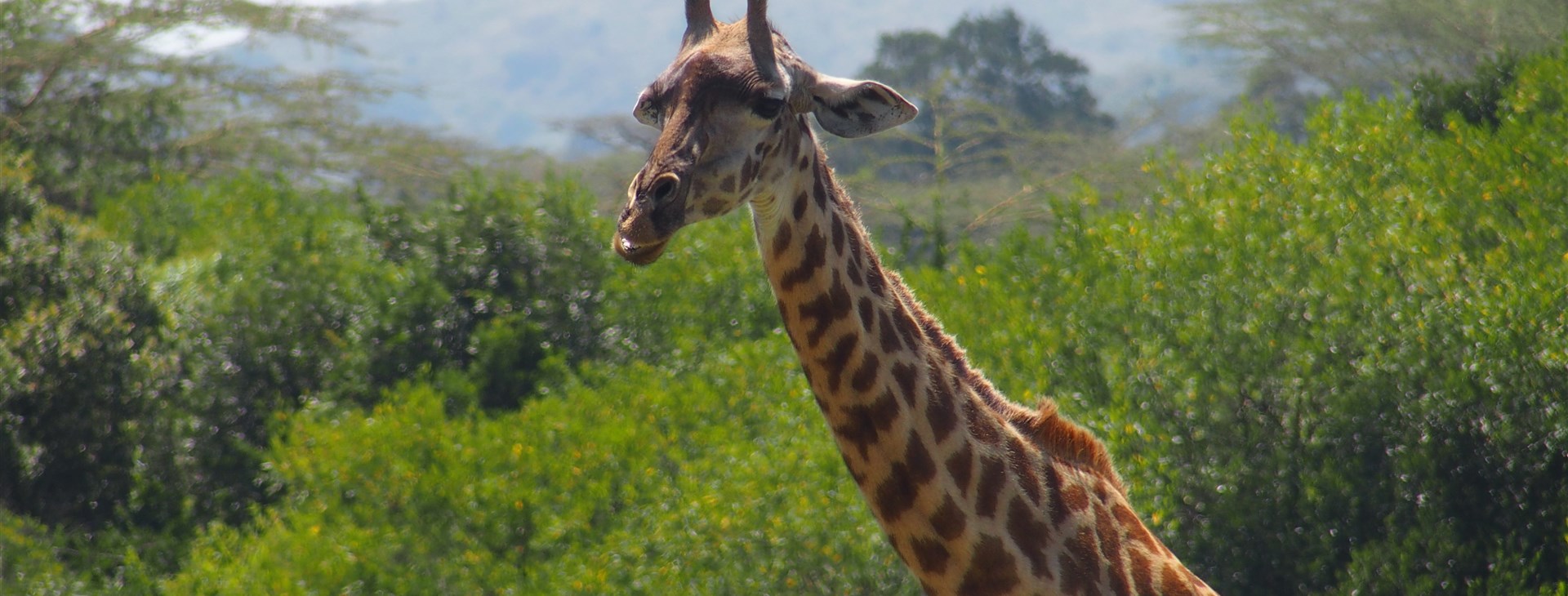 Tanzanie - Safari a Zanzibar