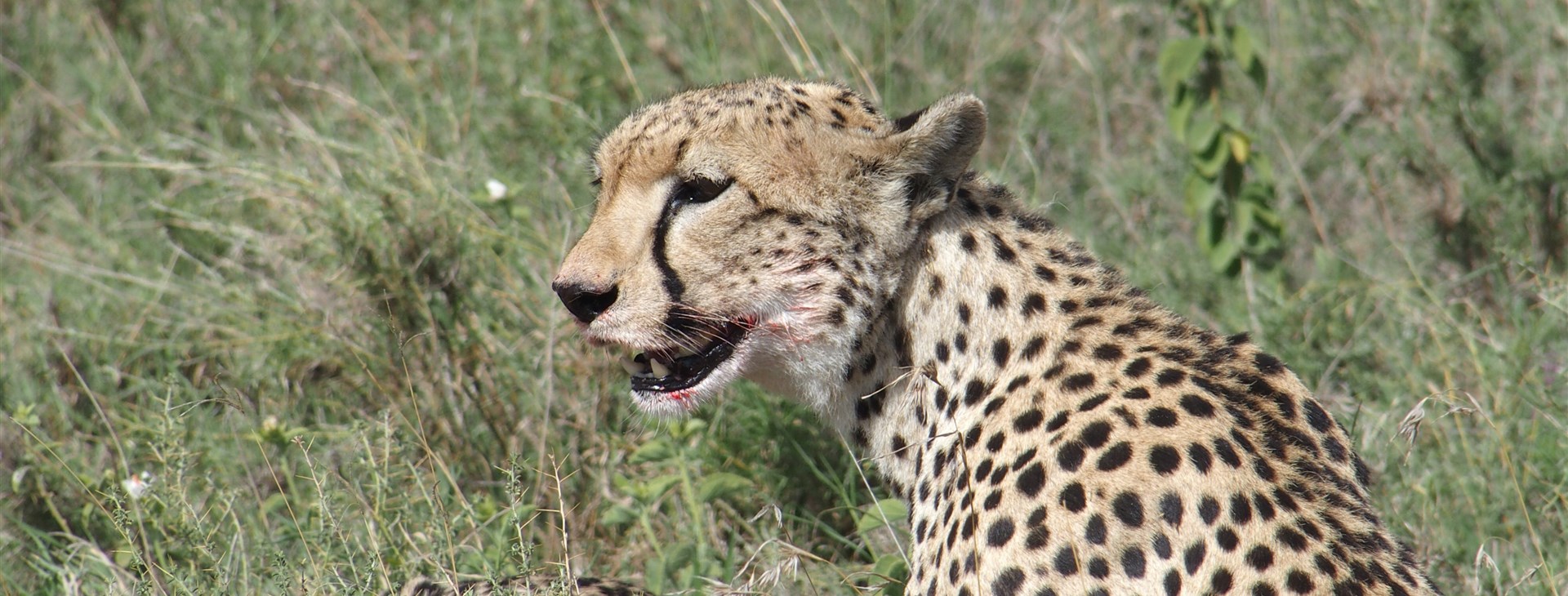 Tanzanie - Safari a Zanzibar