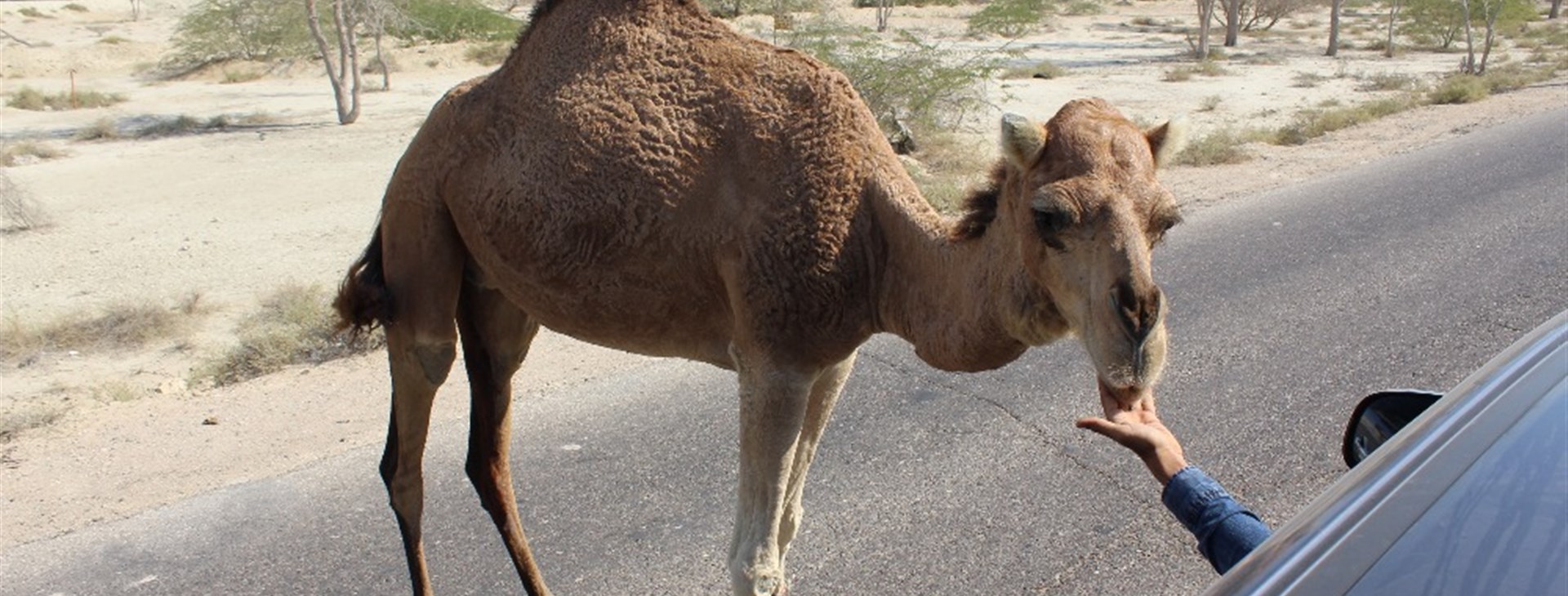 Írán s návštěvou nomádských kmenů