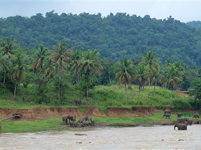 SRÍ LANKA - aneb cihly, sloni, čaj a oceán (NAŽIVO i ONLINE)