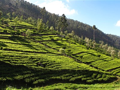SRÍ LANKA - aneb cihly, sloni, čaj a oceán (NAŽIVO i ONLINE)