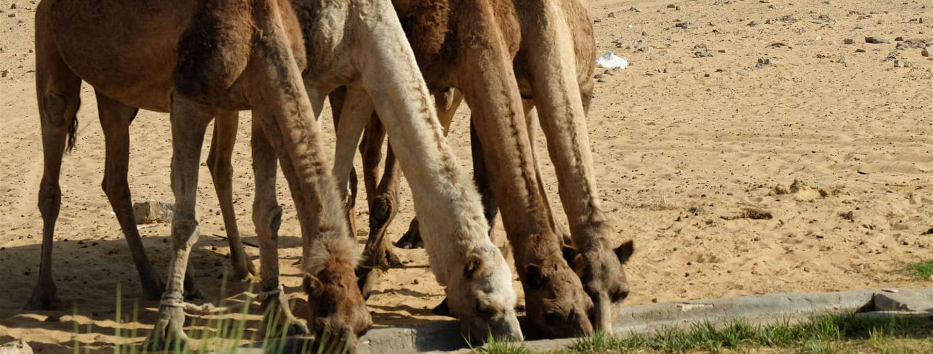 Egypt - pouštní safari
