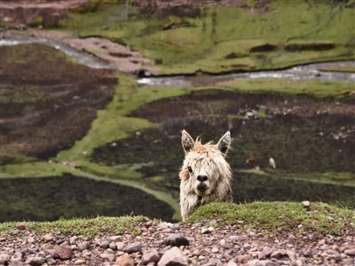 PERU - hory, pouště, pralesy, Inkové i lebky