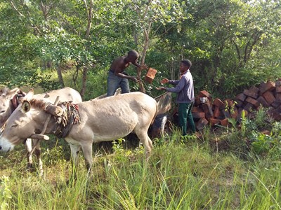 ZAMBIE – ráj na 10 hektarech