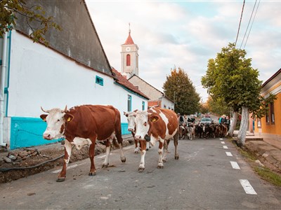 Cestovatelé jedou s cestovkou do Banátu