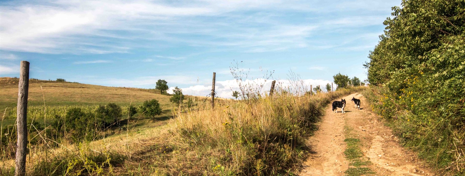 Rozmarné léto v Banátu se psy