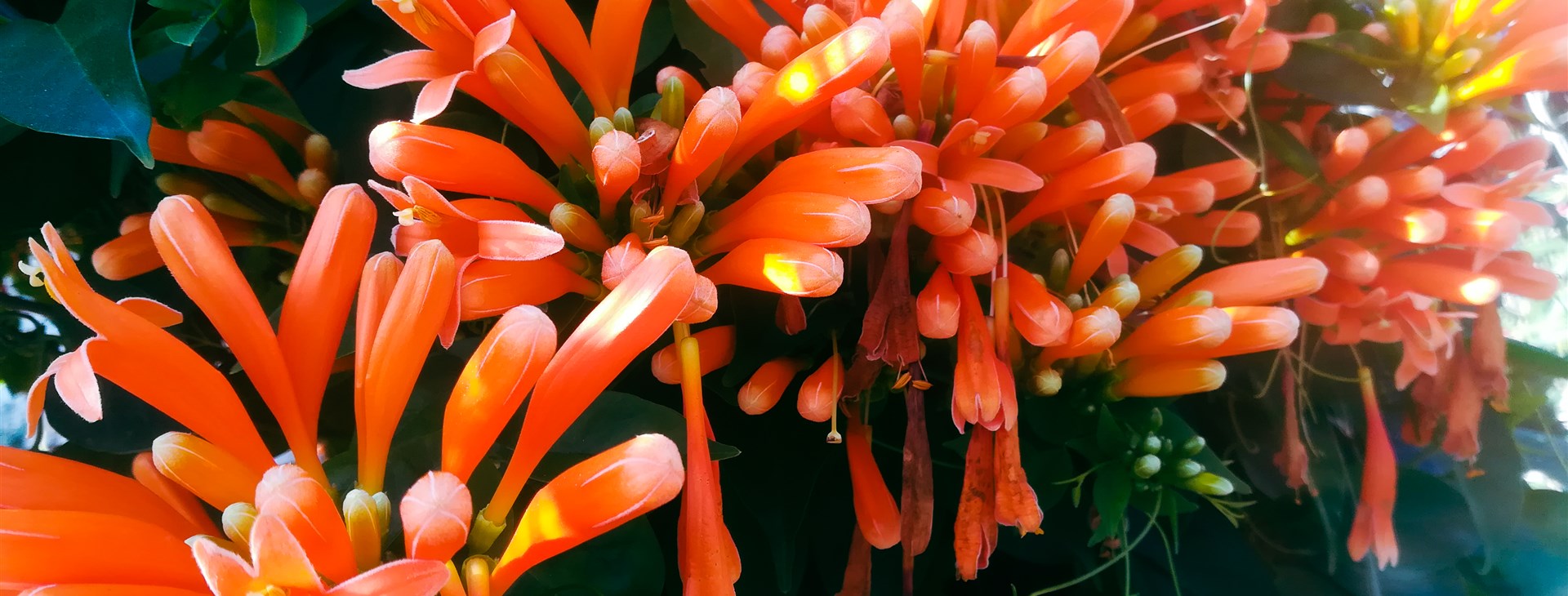 Azorské ostrovy: São Miguel