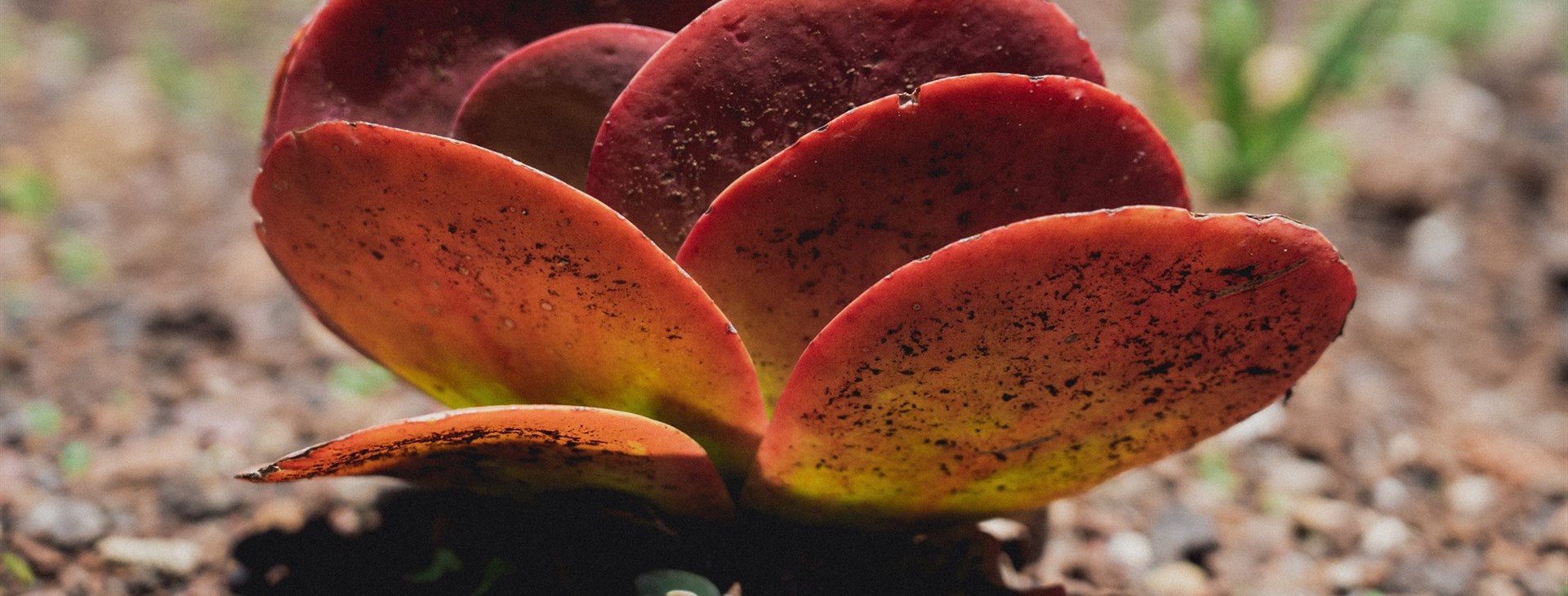 Portugalské perly Atlantiku