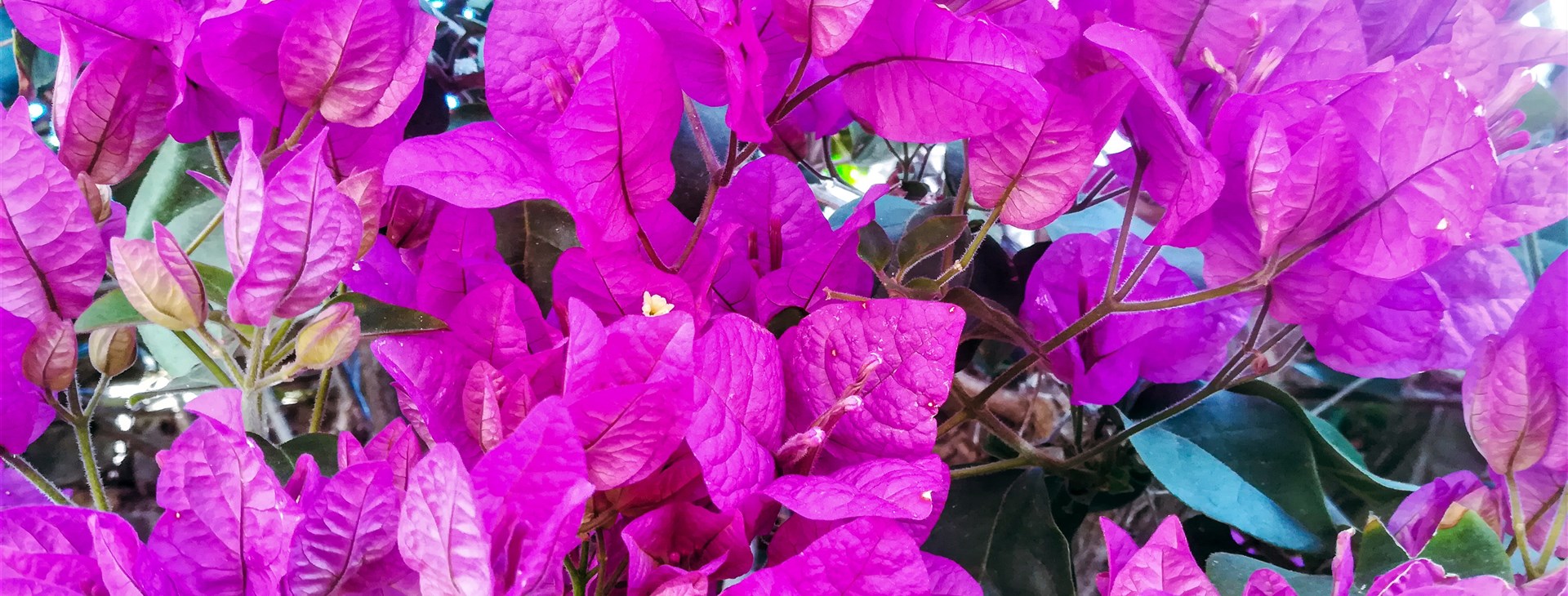 Portugalské perly Atlantiku