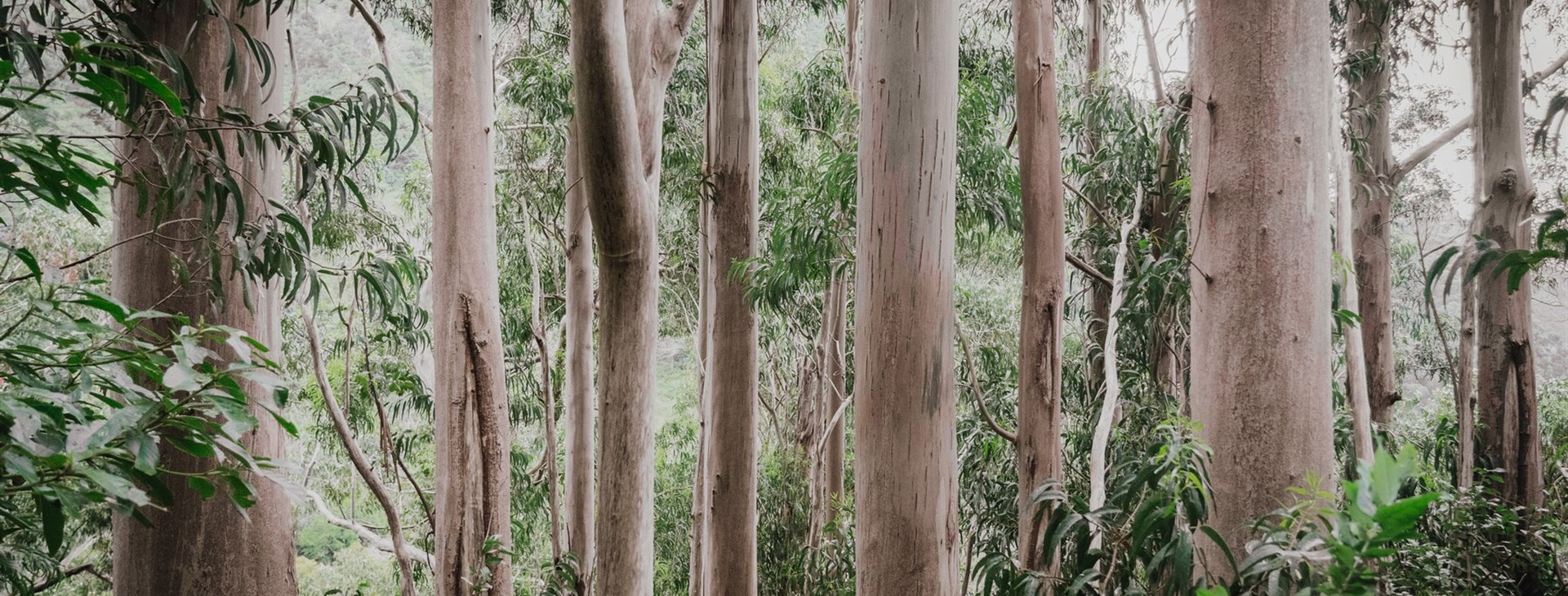 Portugalské perly Atlantiku