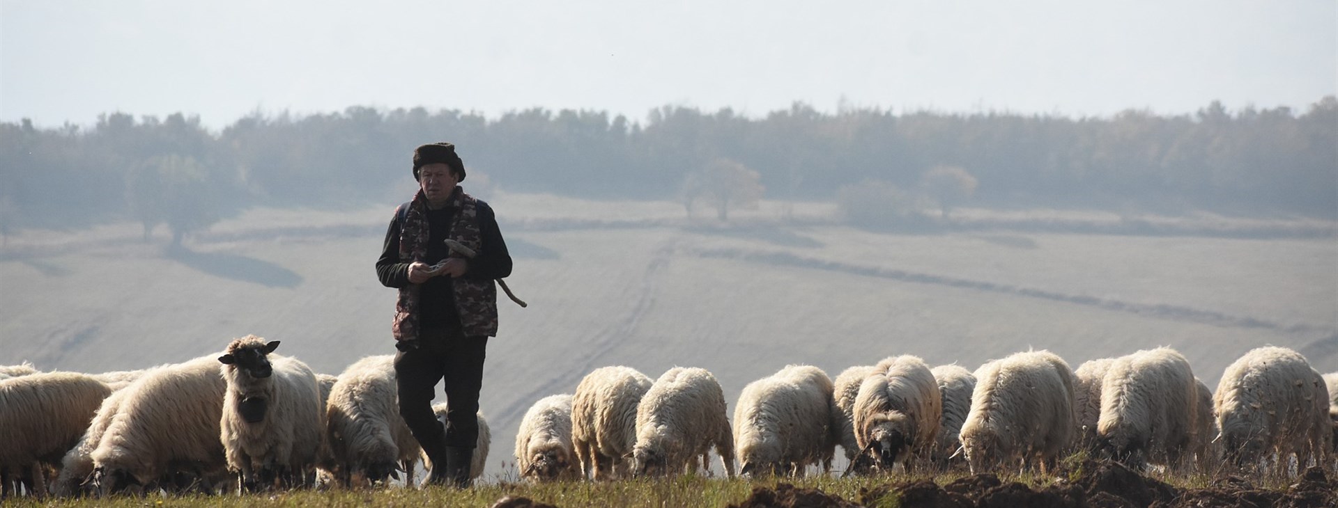 Banátské posvícení