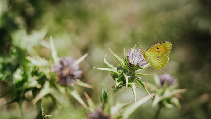 Velikonoce na Madeiře - jednodenní túry