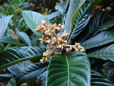 MADEIRA - Květináč v Atlantiku