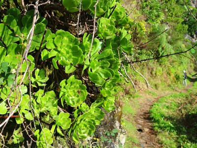 MADEIRA - Květináč v Atlantiku