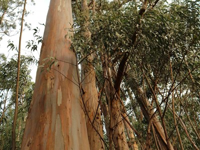 MADEIRA - Květináč v Atlantiku