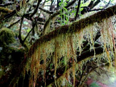 MADEIRA - Květináč v Atlantiku