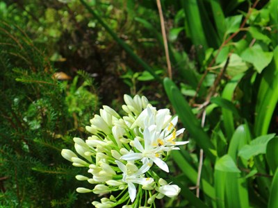 MADEIRA - Květináč v Atlantiku