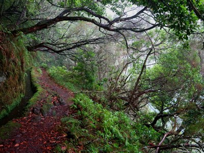 MADEIRA - Květináč v Atlantiku