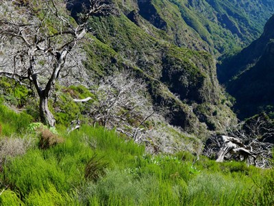 MADEIRA - Květináč v Atlantiku