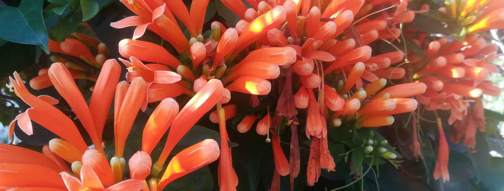 Azorské ostrovy: São Miguel, Faial, Pico