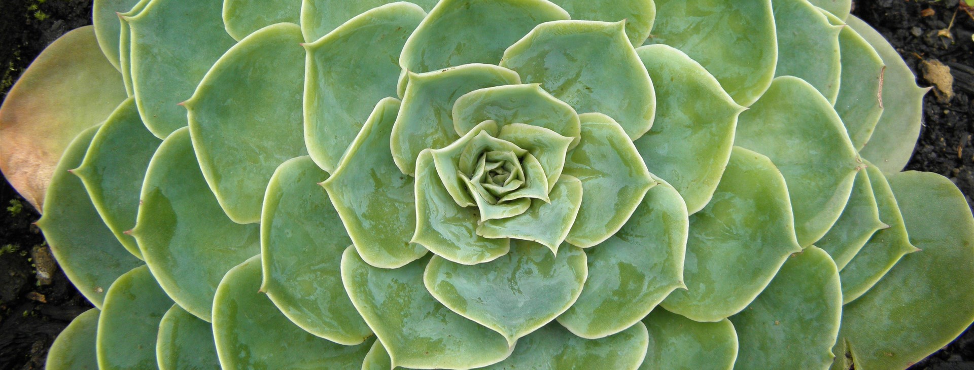 Azorské ostrovy: São Miguel, Faial, Pico