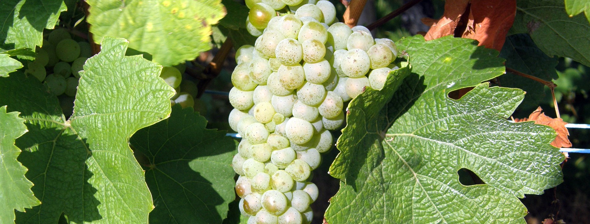 Požitkářská Makedonie