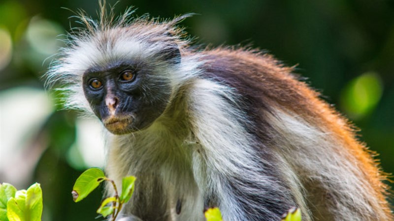 Tanzanie - Safari a Zanzibar