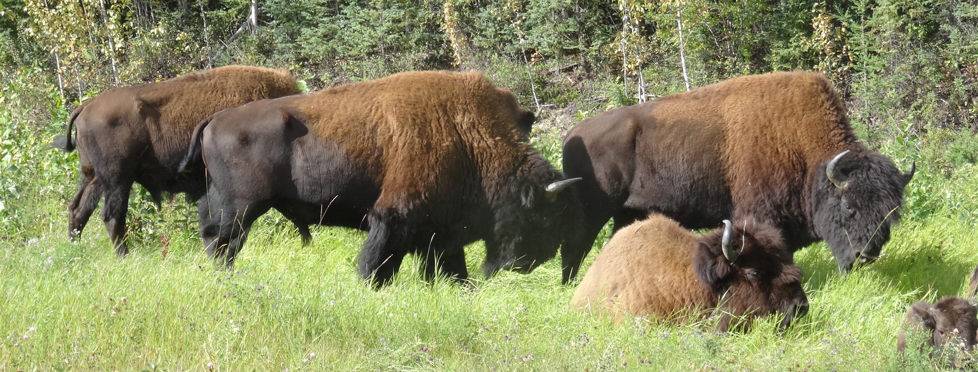 Kanada - turistika v Rockies