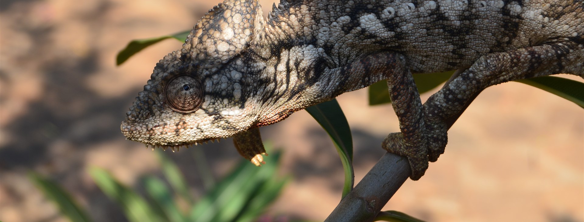 Madagaskar pohodověji