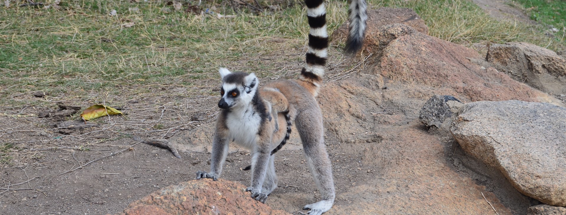 Madagaskar pohodověji
