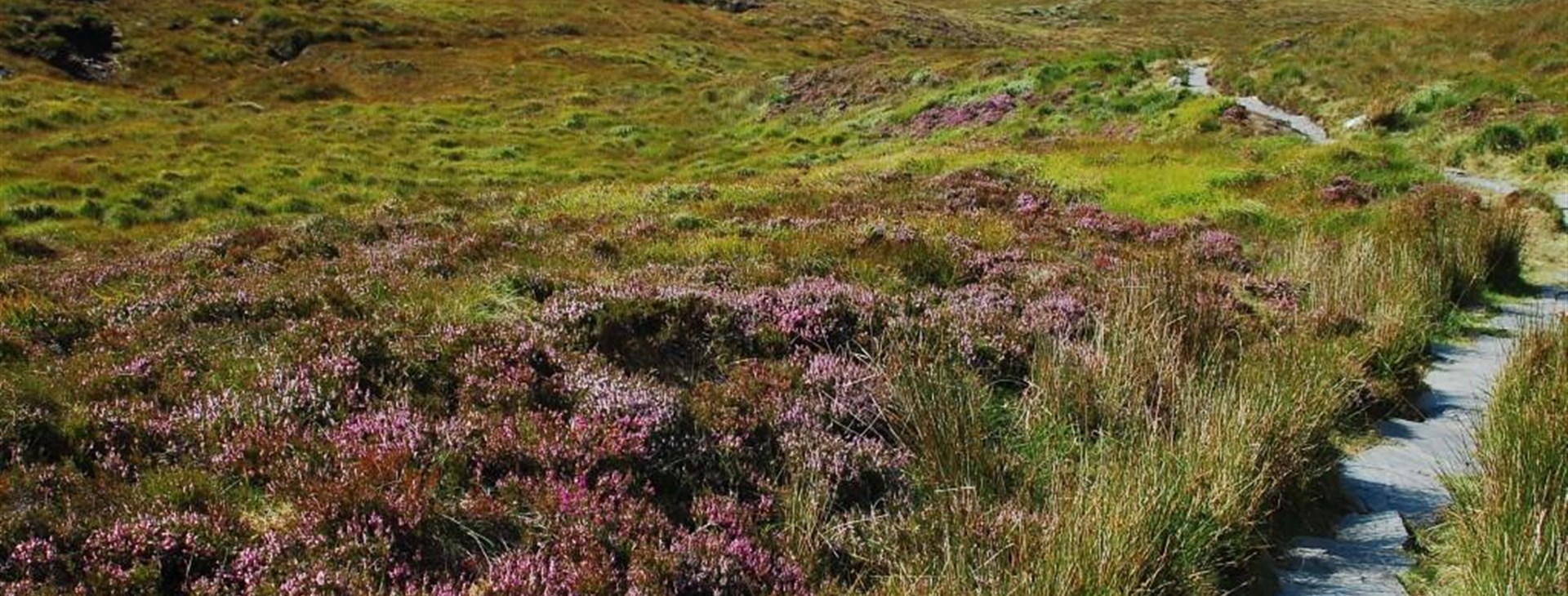Typická irská zelená krajina s vřesovištěm