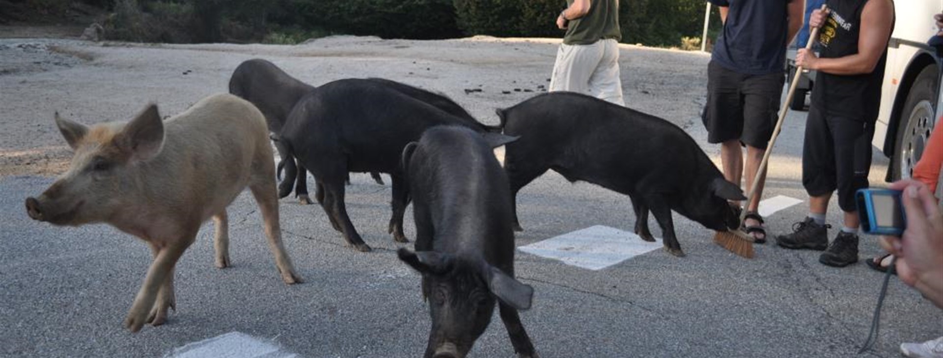 Za prasaty na Korsiku