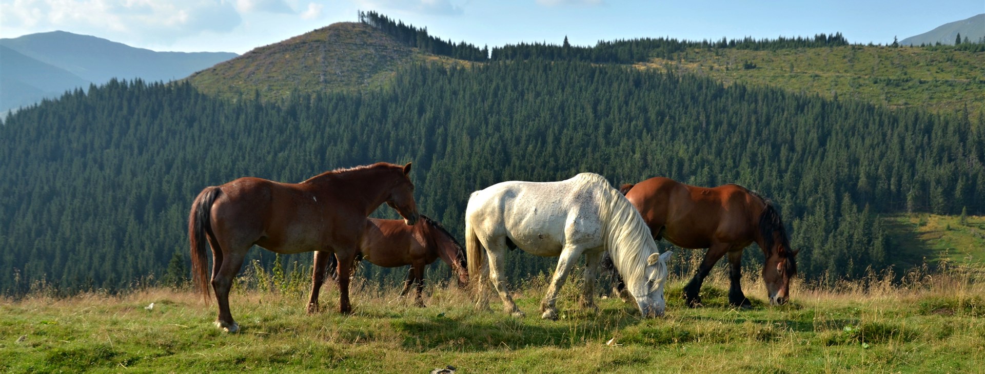 Rumunským severem pohodově