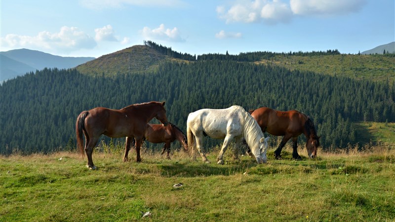 Rumunským severem pohodově